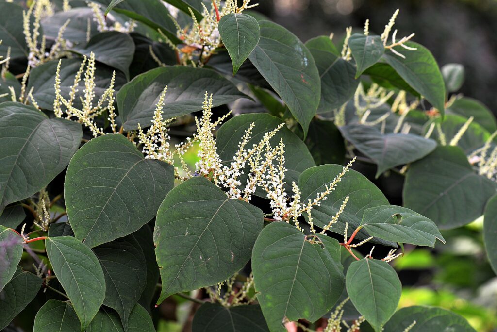 Japanese Knotweed forårsaker store problemer i land over hele EU og i USA.