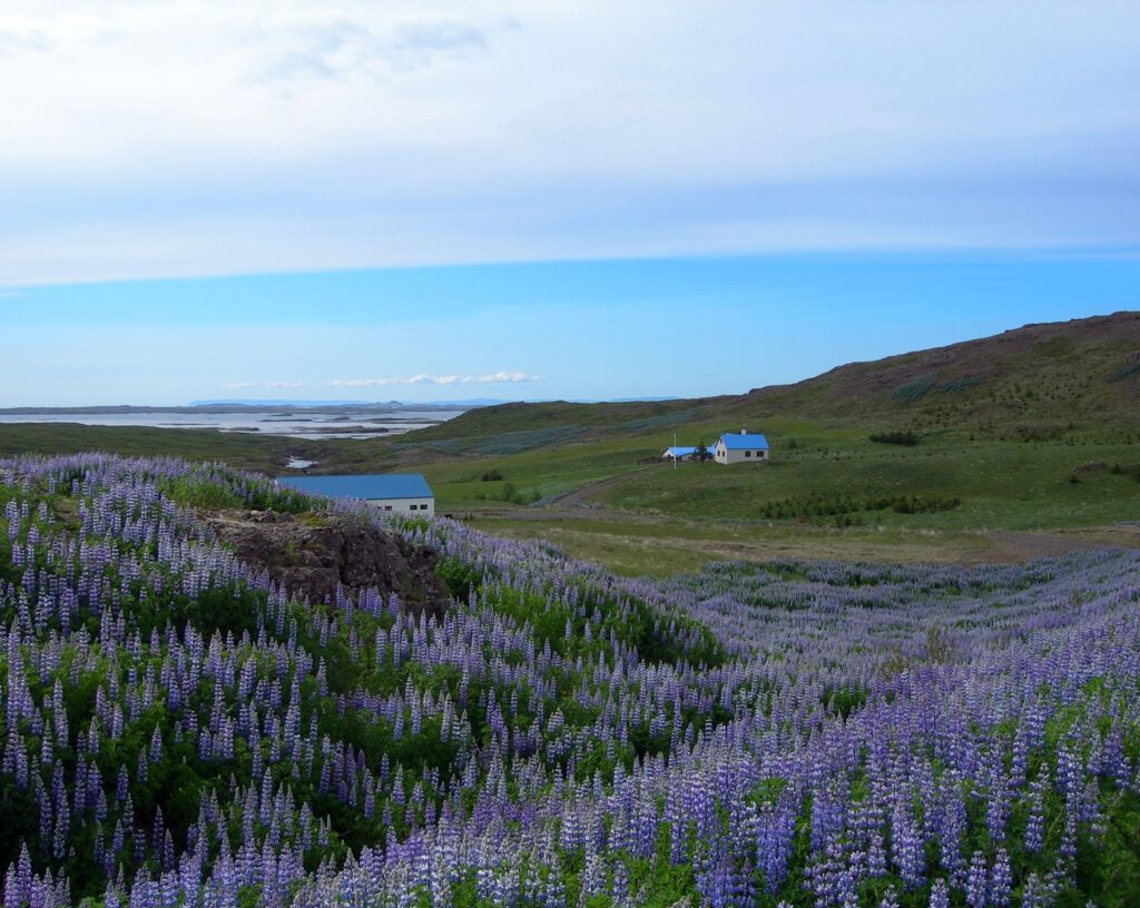 Lupins looks beautiful, but spread fast if it is not controlled. This picture is from Iceland where you find areas like this where the Lupins has totally taken over.