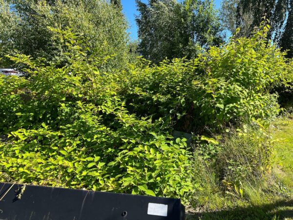How to get rid of Japanese knotweed - SoilSteam International