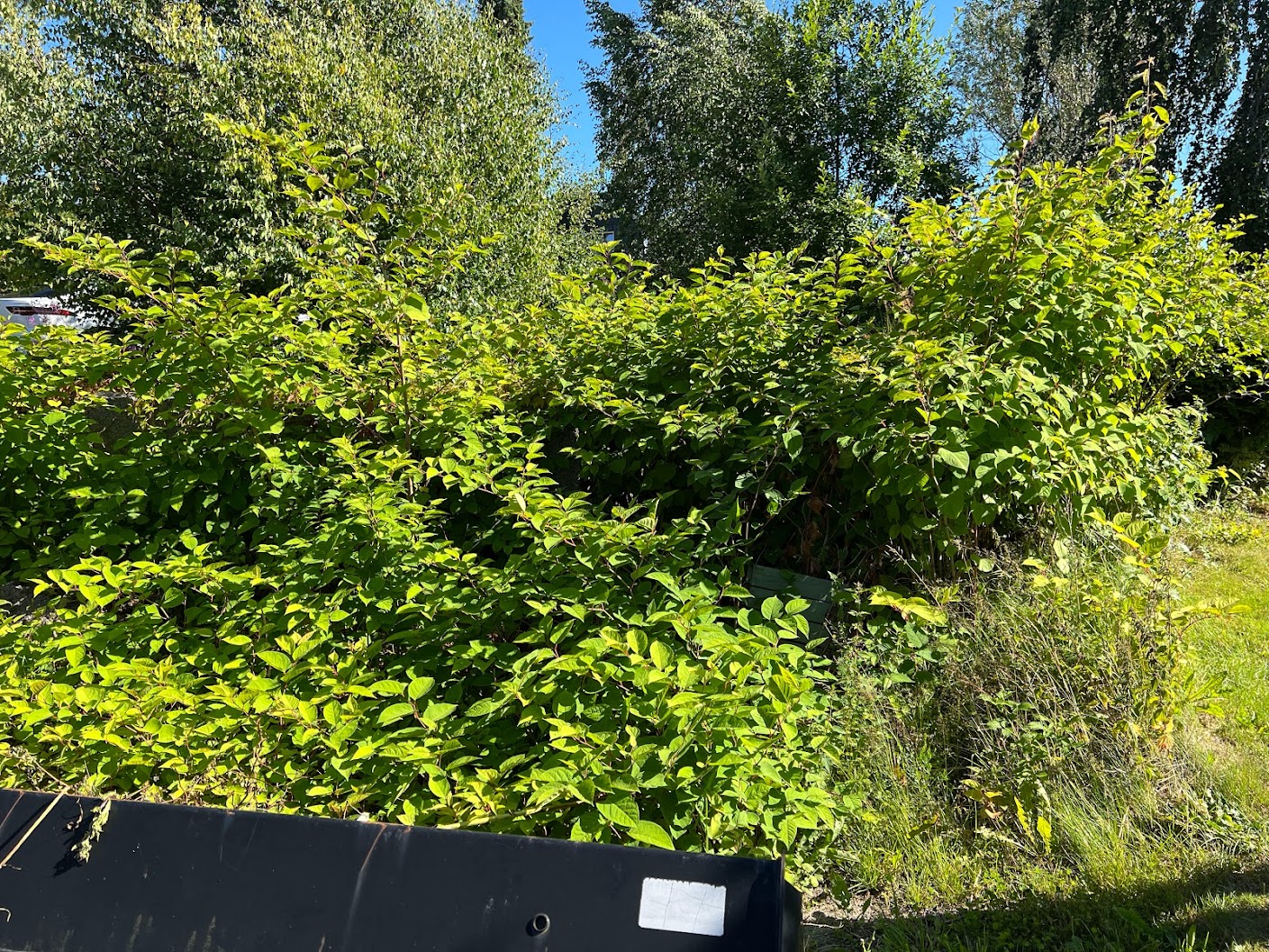 How to get rid of Japanese knotweed - SoilSteam International