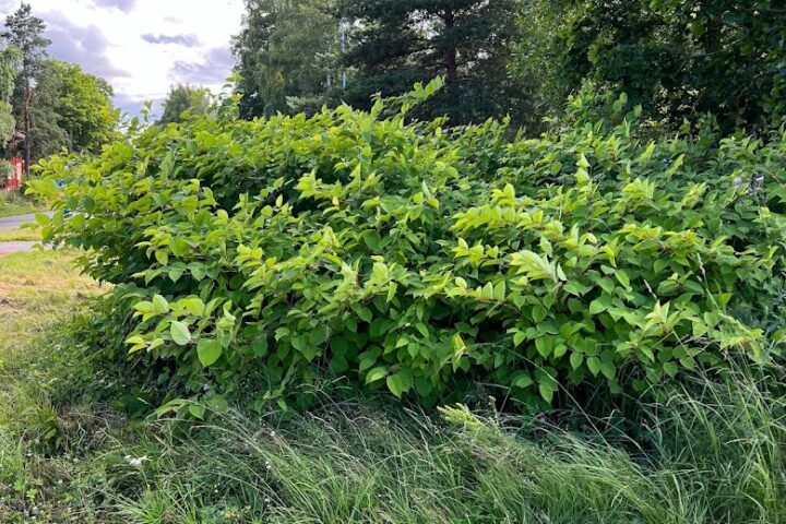 Get rid of Japanese Knotweed without dig and dump