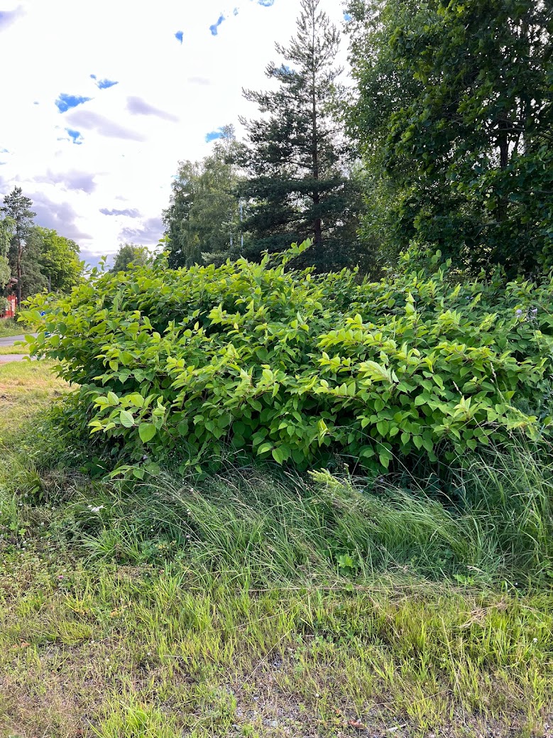 Get rid of Japanese Knotweed without dig and dump - SoilSteam International
