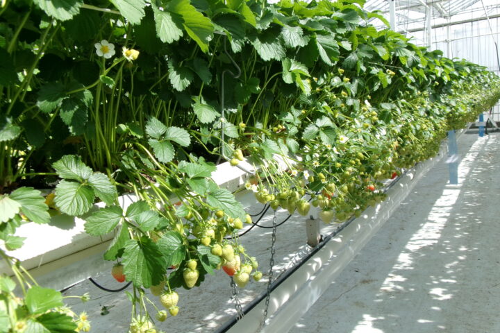 Innovative Project with Great Potential: Reusing Substrates Can Improve the Sustainability of Strawberry Production