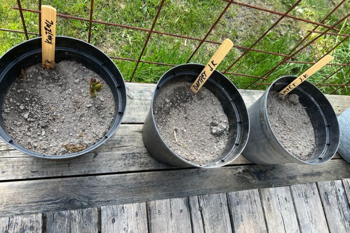 Steam vs.  Knotweed – SoilSaver20 kills Knotweed allready on low temperature