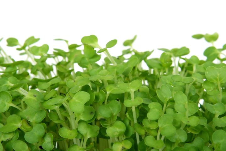 Clean Substrate Can Be the Difference Between Safe Food and Costly Product Recalls