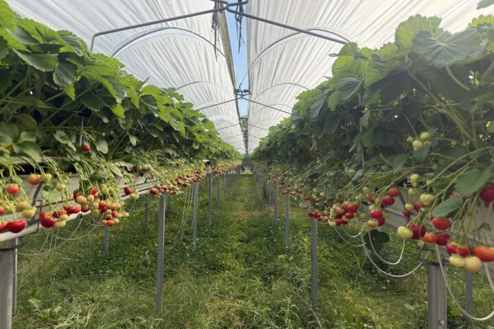 New trials confirm that SoilSteam has cracked the code: Strawberry substrate can be steam-treated and reused